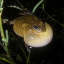 Image of Peters' four-eyed frog