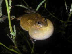 Image of Peters' four-eyed frog