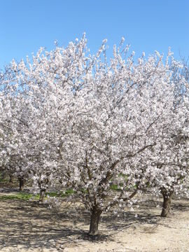 Prunus dulcis (Mill.) D. A. Webb resmi