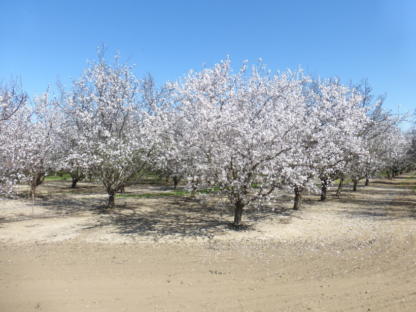 Image of flowering almond