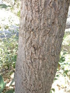 Image of netleaf oak