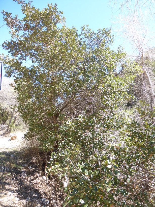 Image of netleaf oak