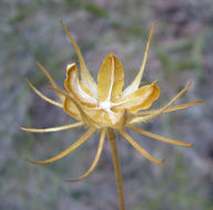 Image of desert rosemallow