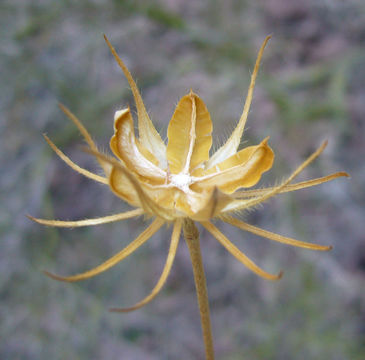 Image of desert rosemallow