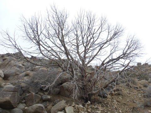 Imagem de Juniperus californica Carrière