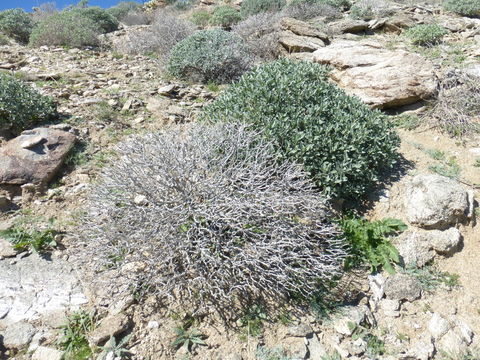 Sivun Encelia farinosa A. Gray ex Torr. kuva