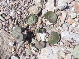 Image de Eriogonum deflexum Torr.