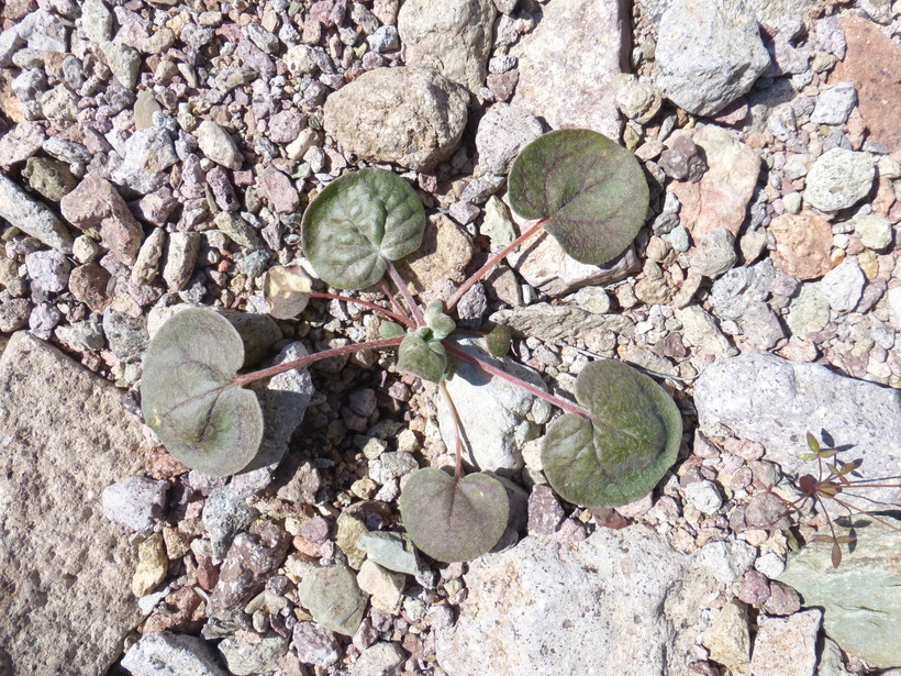 Image of flatcrown buckwheat