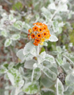 Image de Buddleja marrubiifolia Benth.