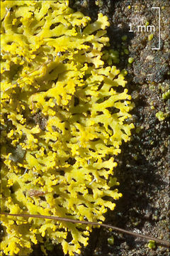 Image of lemon lichen