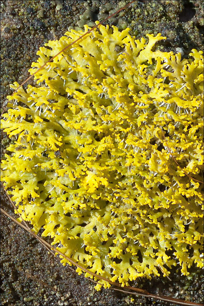 Image of lemon lichen