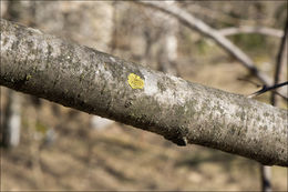 Image of lemon lichen