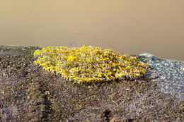 Imagem de Candelaria concolor (Dicks.) Stein