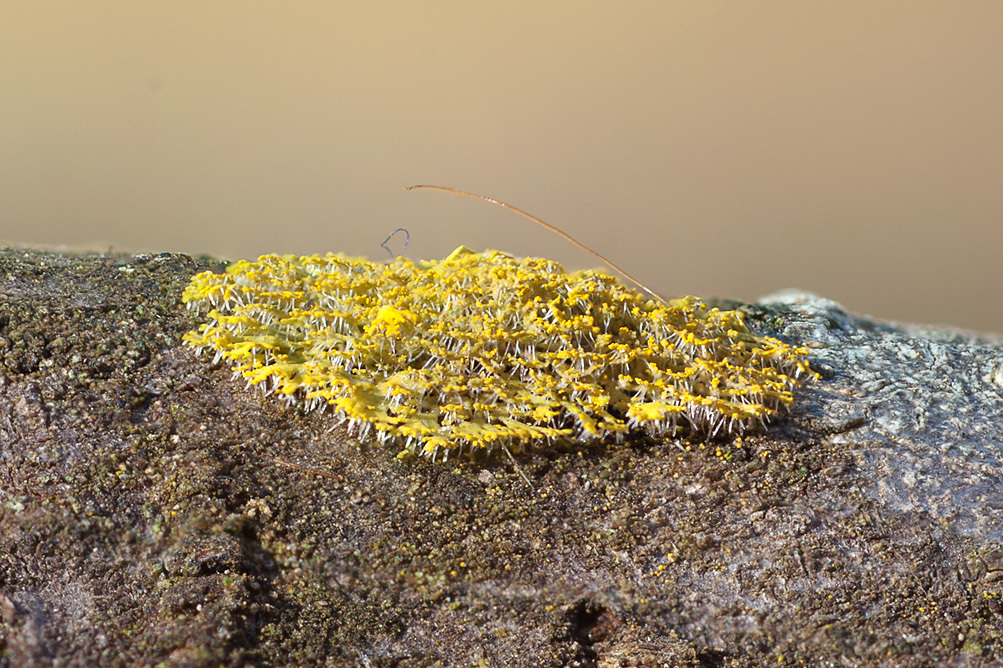 Image of lemon lichen