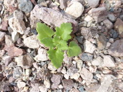 Image of Emory's rockdaisy