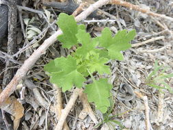 Image of Emory's rockdaisy