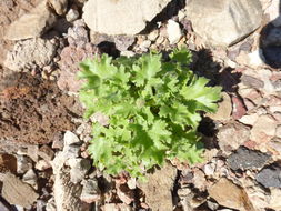 Image of Emory's rockdaisy