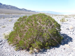 Image of Schott's pygmycedar