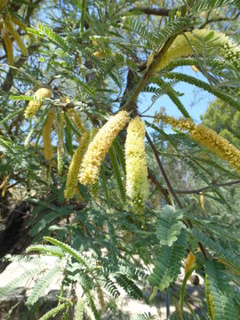 Sivun Prosopis velutina Wooton kuva