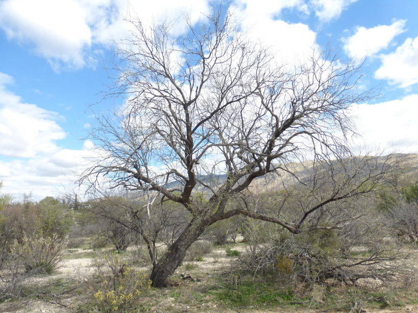 Sivun Prosopis velutina Wooton kuva