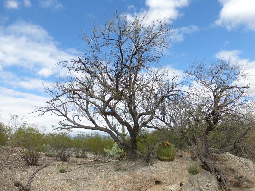 Imagem de Prosopis velutina Wooton