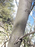 Image of velvet mesquite