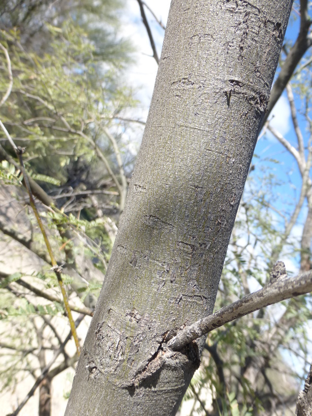 Sivun Prosopis velutina Wooton kuva