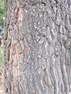 Image of Aleppo Pine