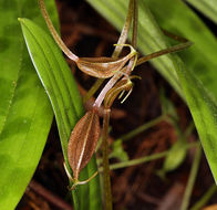 Scoliopus bigelovii Torr. resmi