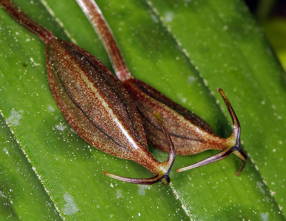 Scoliopus bigelovii Torr. resmi