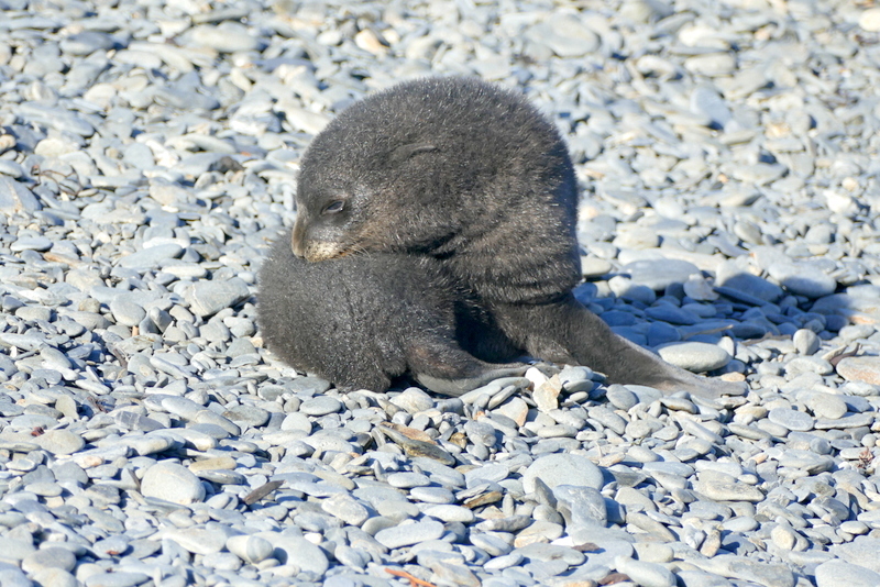 Image of Antarctic Fur Seal