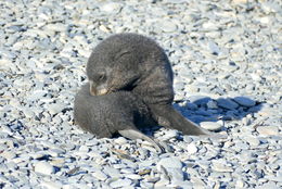 Image of Antarctic Fur Seal