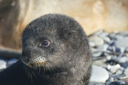 Image of Antarctic Fur Seal