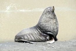 Image of Antarctic Fur Seal