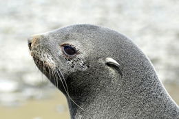 Image of Antarctic Fur Seal