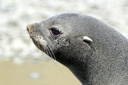 Image of Antarctic Fur Seal