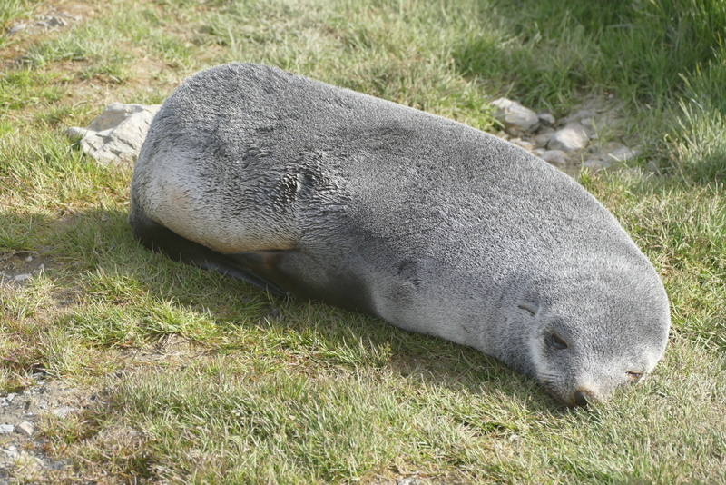 Image of Antarctic Fur Seal