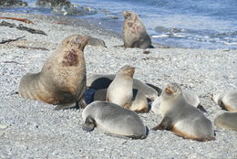 Image of Antarctic Fur Seal