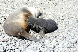 Image of Antarctic Fur Seal