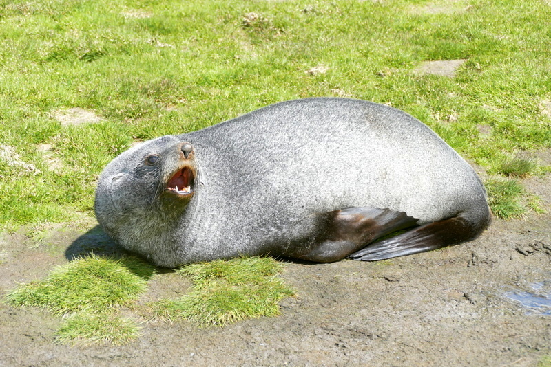 Image of Antarctic Fur Seal