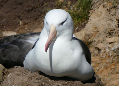 Image of Black-browed Albatross