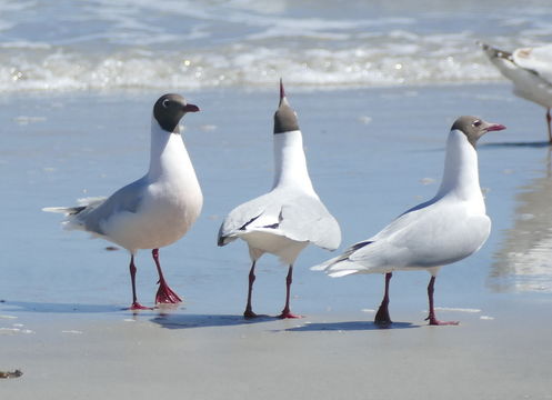 Image of Brown-hooded Gull