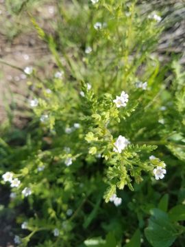 Emmenanthe penduliflora var. rosea Brand resmi