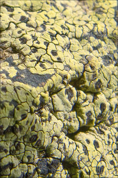 Image de Rhizocarpon geographicum (L.) DC.