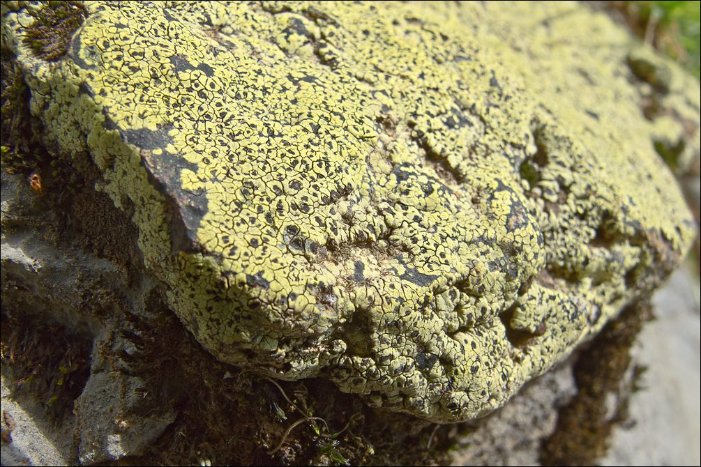 Image of Yellow map lichen;   World map lichen