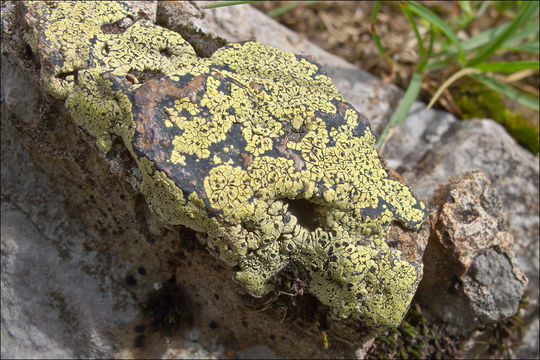 Image of Yellow map lichen;   World map lichen