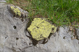 Image of Yellow map lichen;   World map lichen