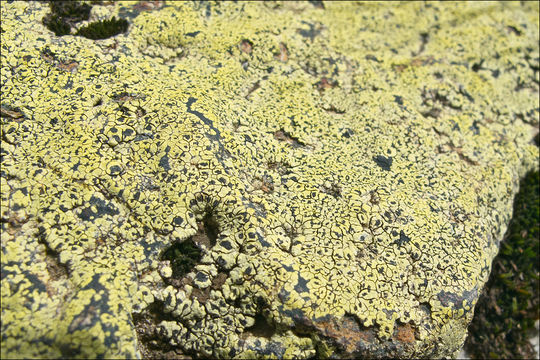 Image of Yellow map lichen;   World map lichen