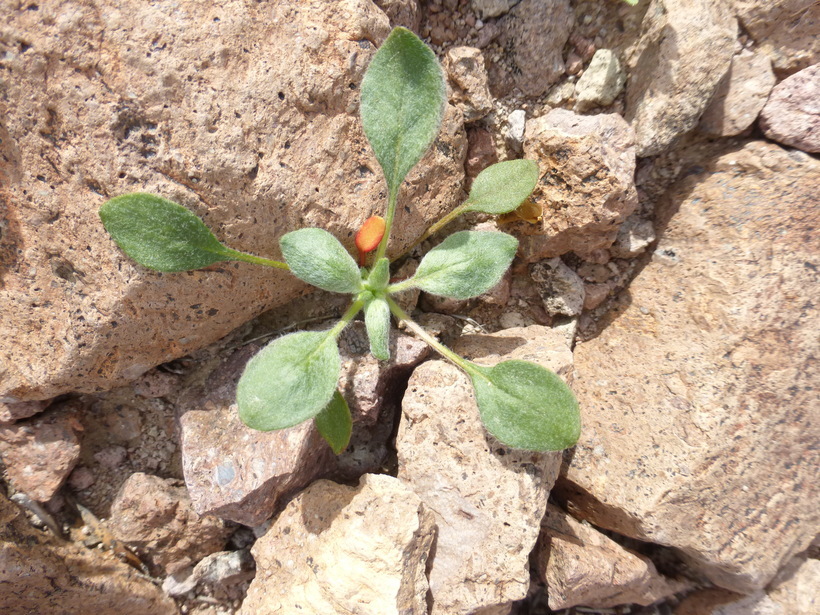 Слика од Chorizanthe rigida (Torr.) Torr. & Gray