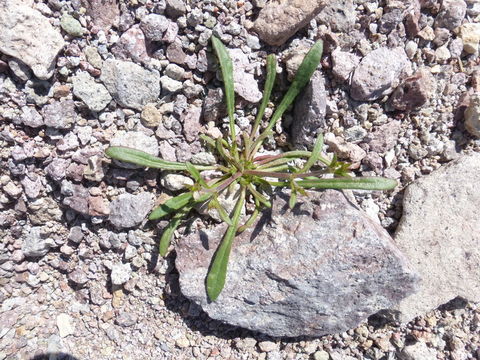 Image of brittle spineflower